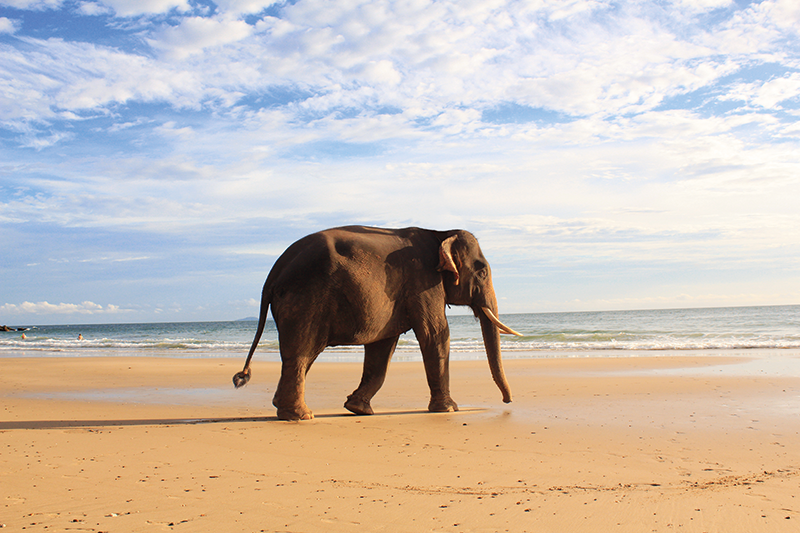 ขี่ช้าง เกาะลันตา Travel trip elephant